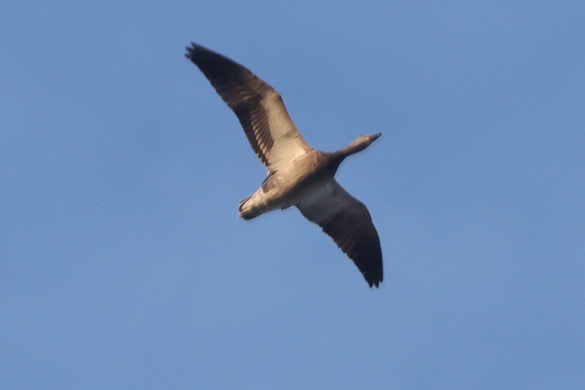 Snow Goose - ML632811623