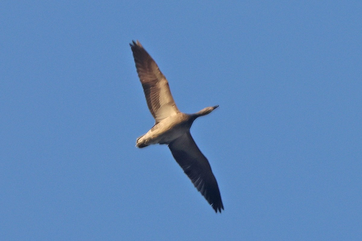 Snow Goose - ML632811624