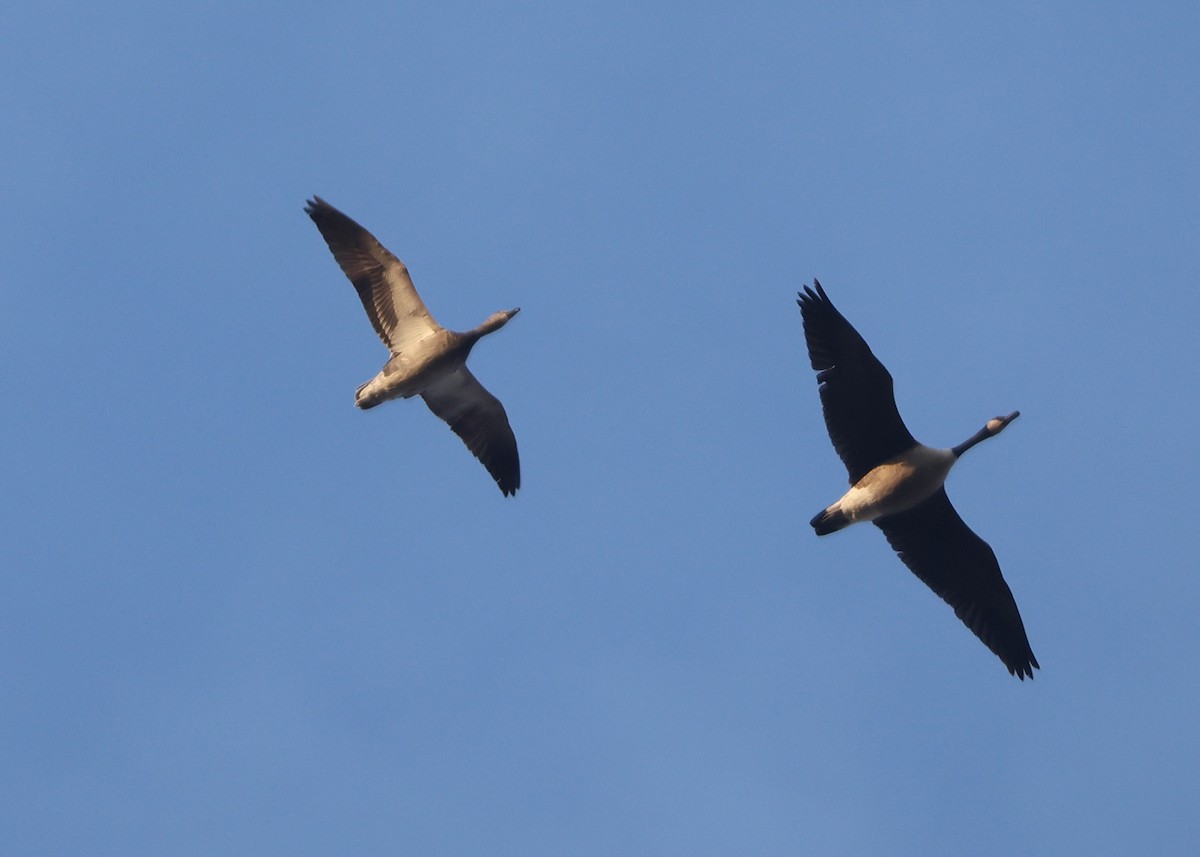 Snow Goose - ML632811625
