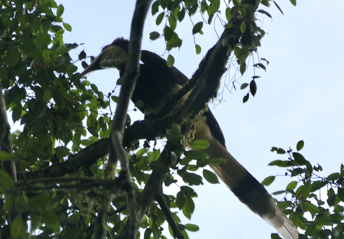 Helmeted Hornbill - ML632811814
