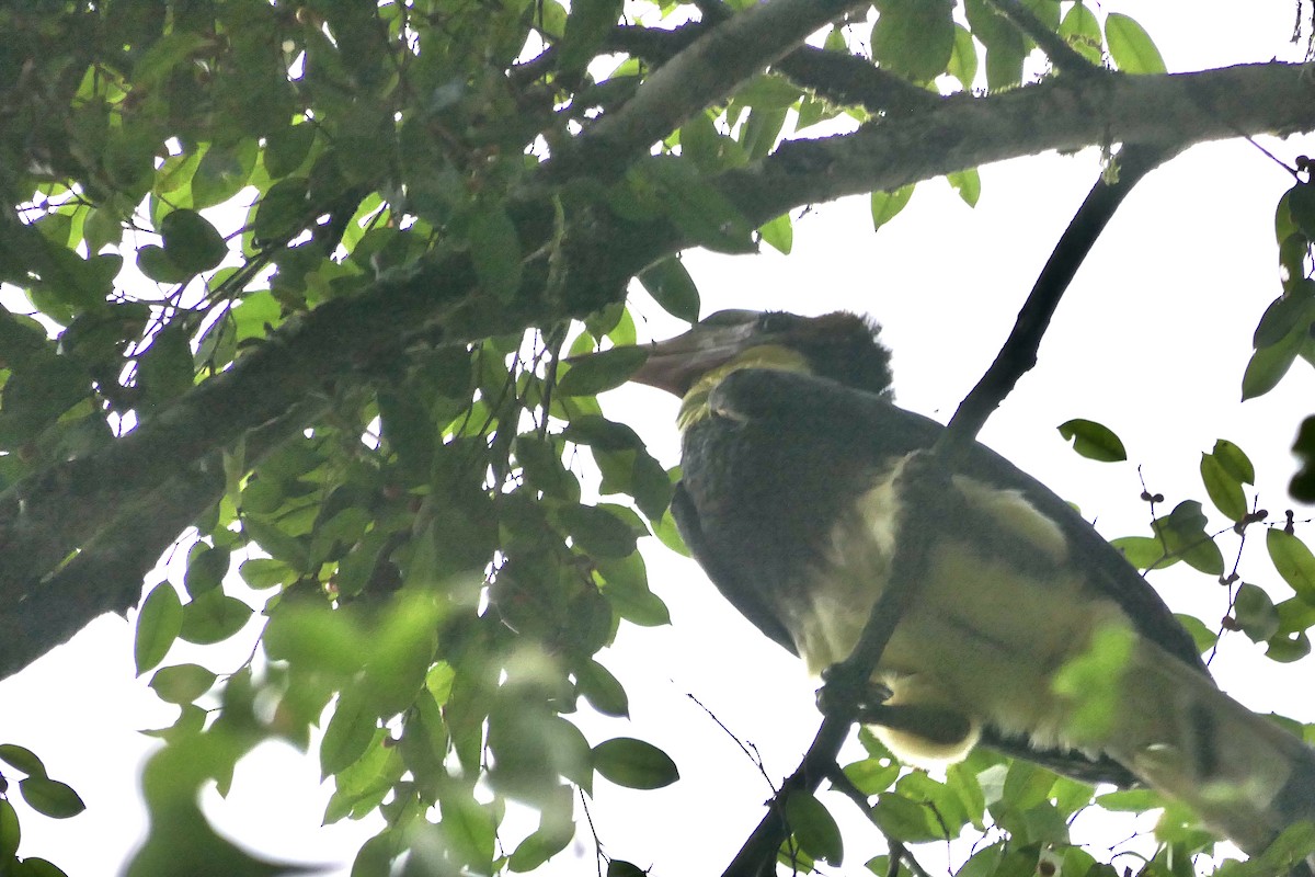 Helmeted Hornbill - ML632811816