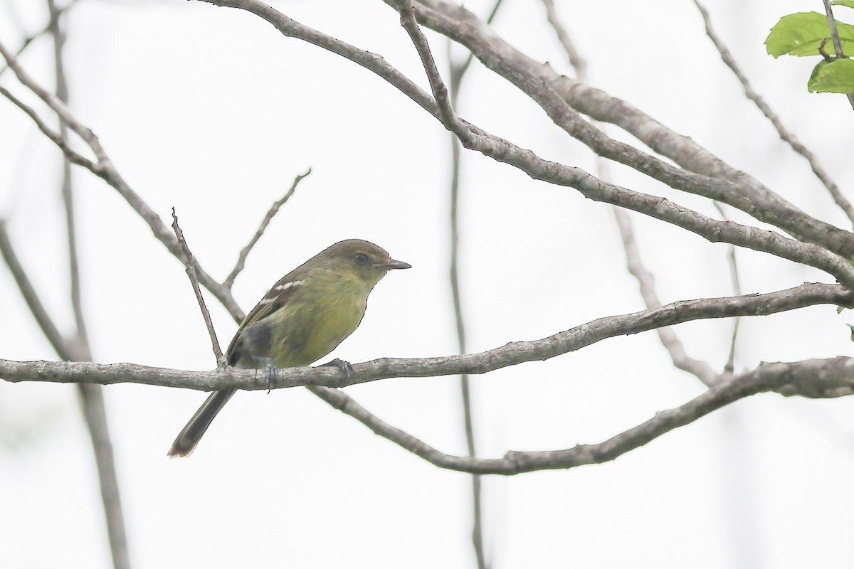 Flat-billed Vireo - ML632811843