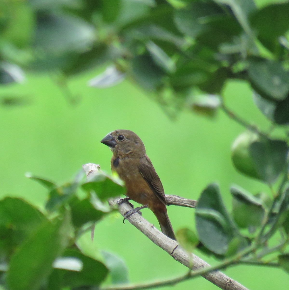 Chestnut-bellied Seed-Finch - ML632812110