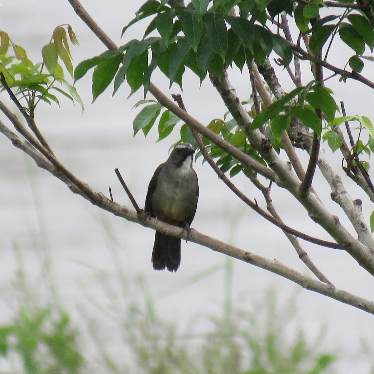 Bluish-gray Saltator - ML632812138