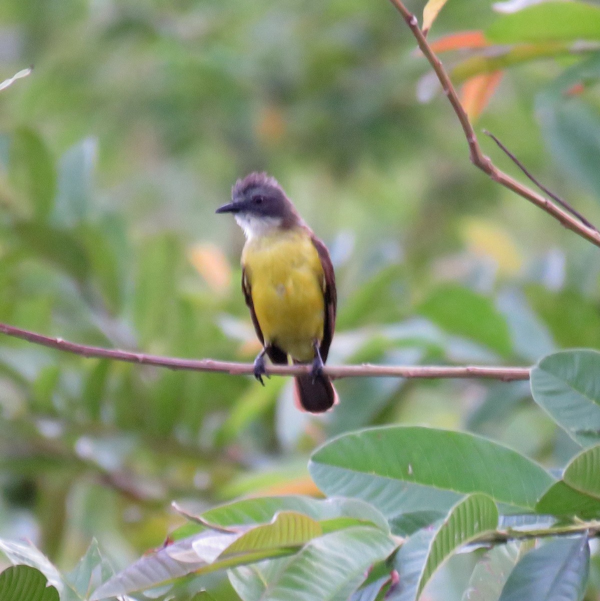Gray-capped Flycatcher - ML632812192