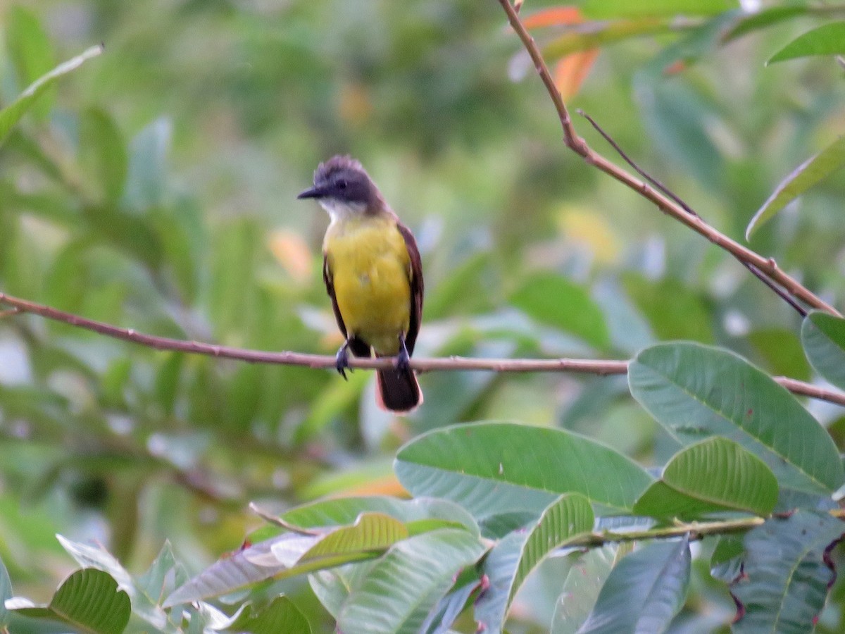 Gray-capped Flycatcher - ML632812193