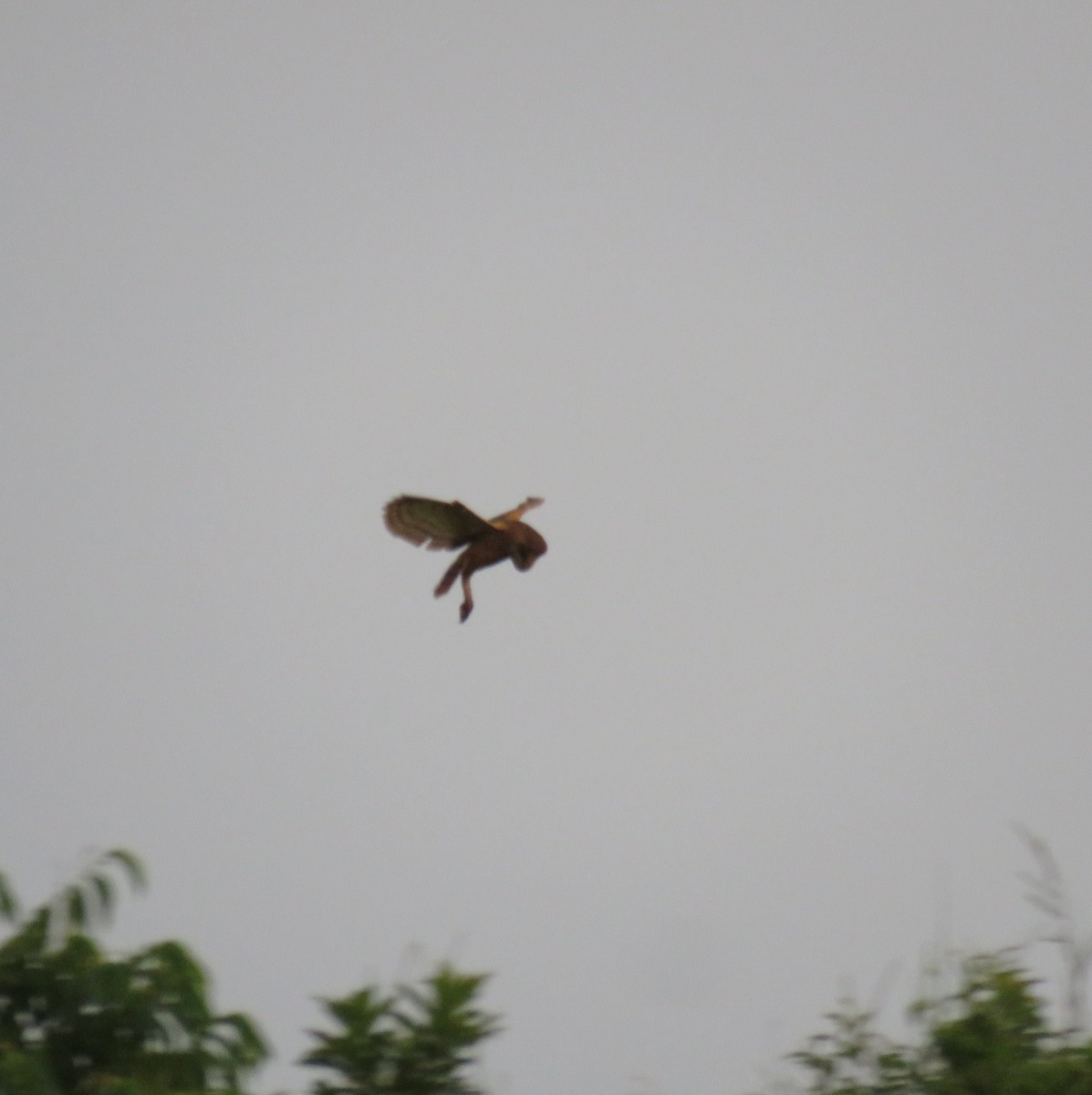 American Barn Owl - ML632812196
