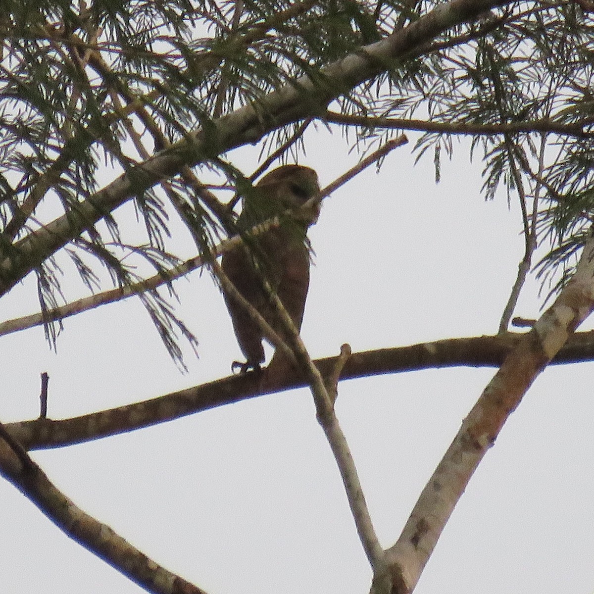 American Barn Owl - ML632812197