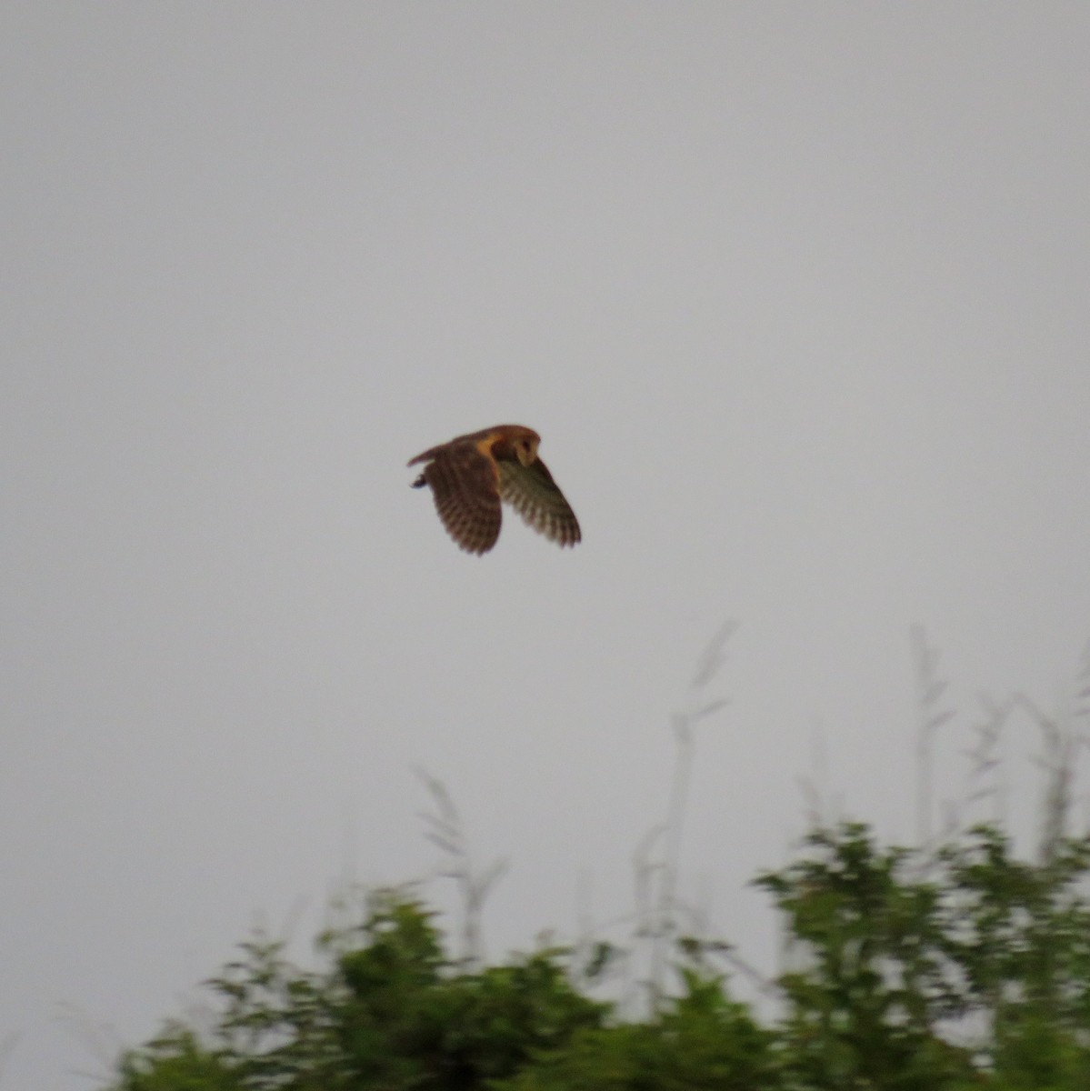 American Barn Owl - ML632812198