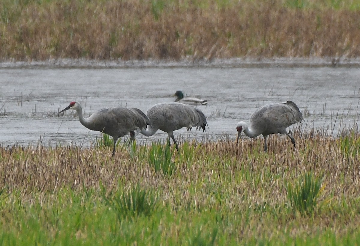 jeřáb kanadský - ML632812207