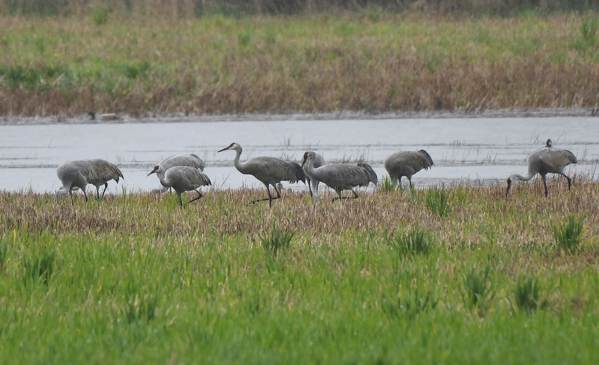 jeřáb kanadský - ML632812208