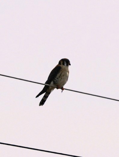 Buntfalke - ML632812214