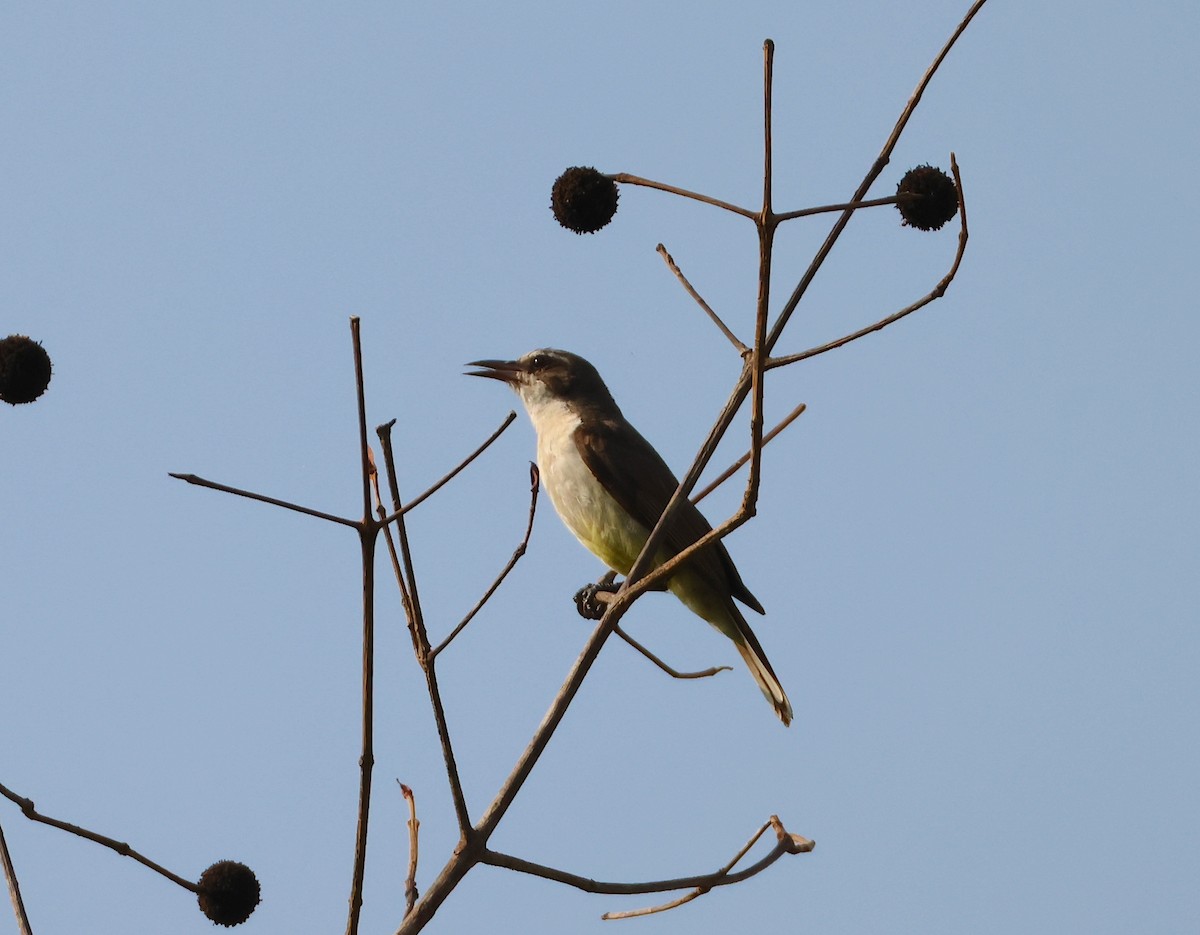 Suimanga Violeta - ML632812951