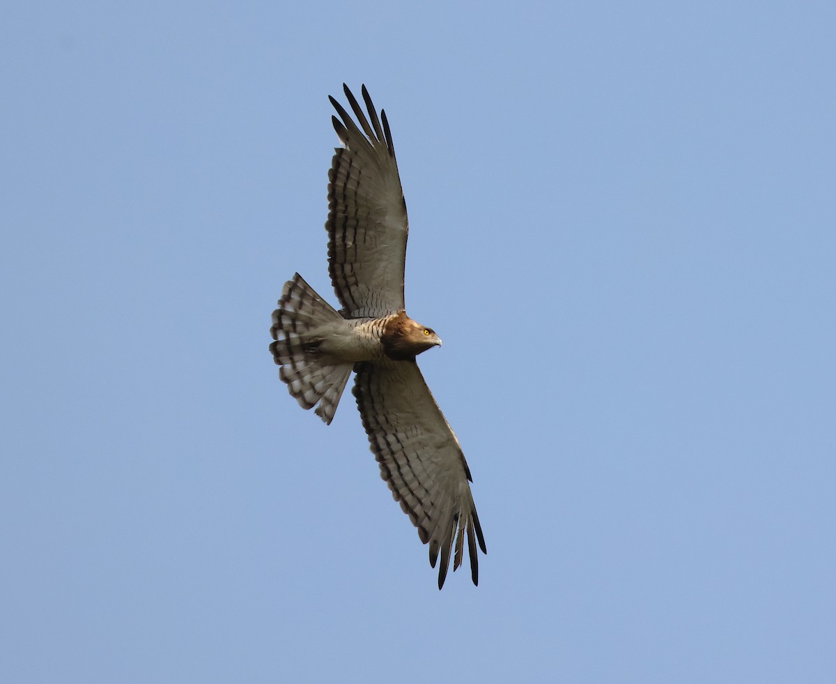 Beaudouin's Snake-Eagle - ML632812968