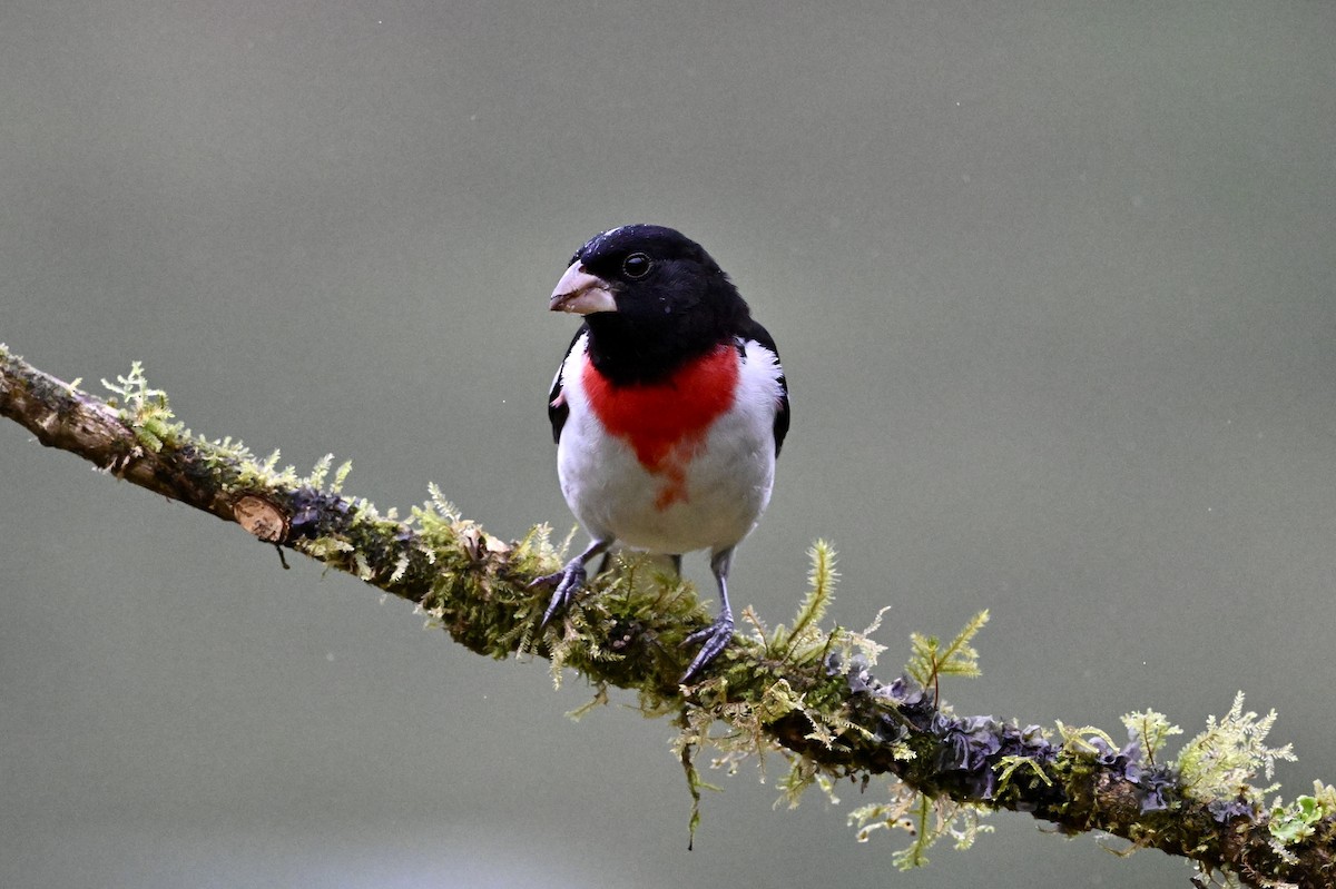 Rose-breasted Grosbeak - ML632813020