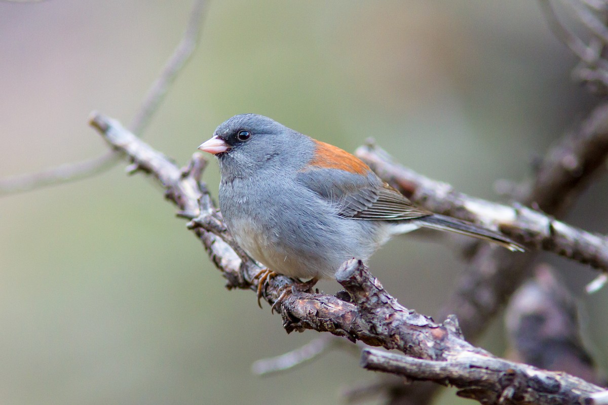 Dark-eyed Junco - ML632813064