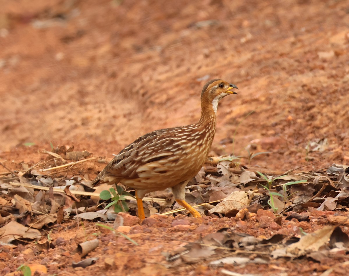 White-throated Francolin - ML632813067