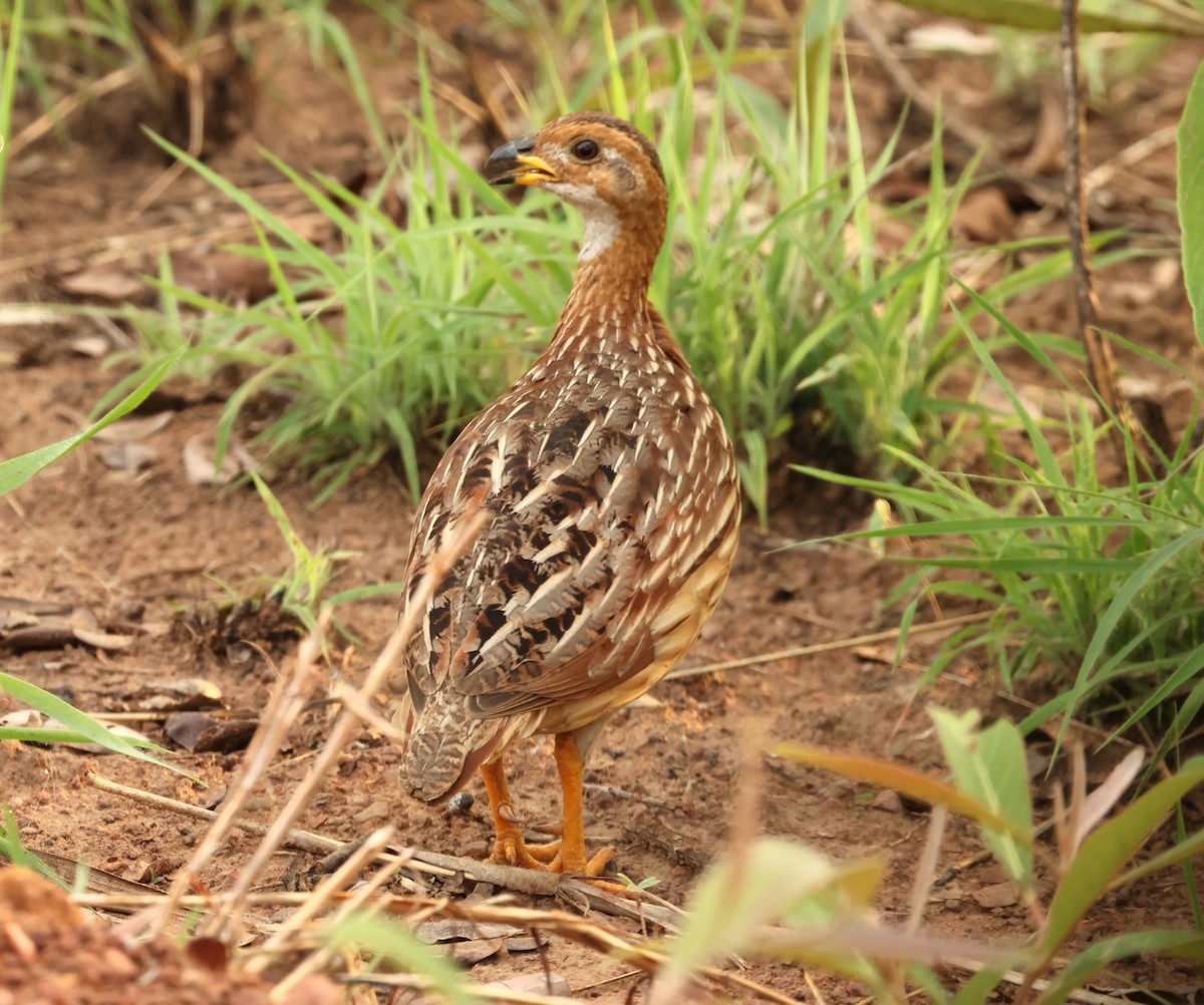 White-throated Francolin - ML632813068