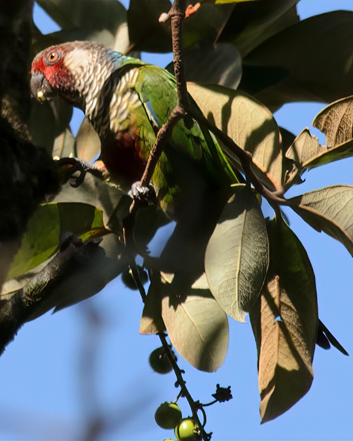 Subandean Parakeet - ML632813167