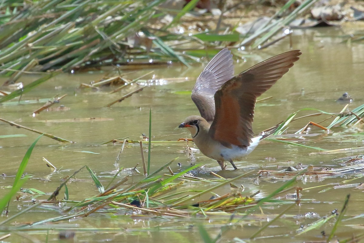 Oriental Pratincole - ML632813218