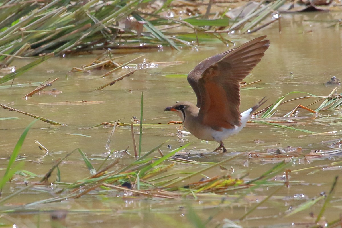Oriental Pratincole - ML632813220