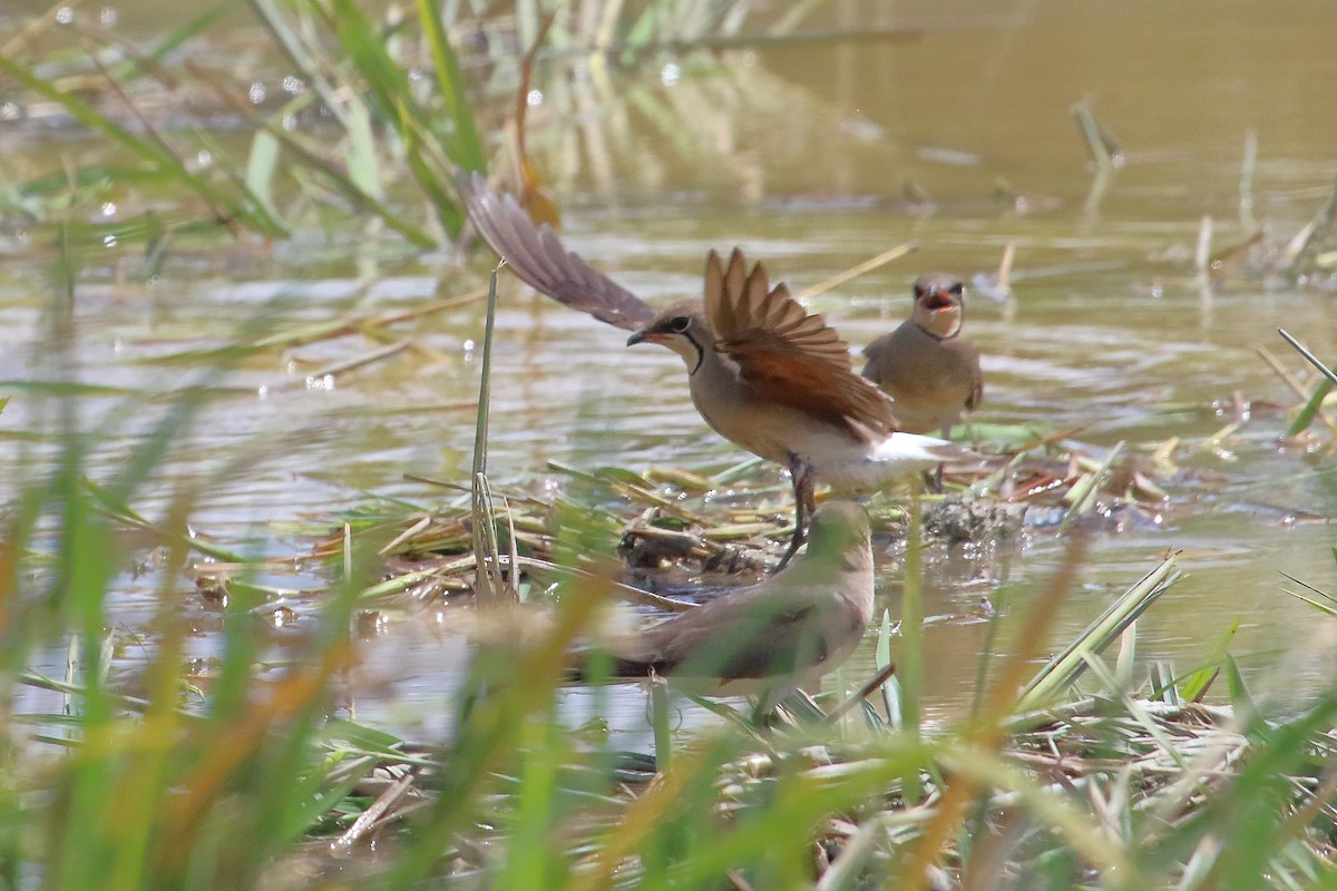Oriental Pratincole - ML632813221