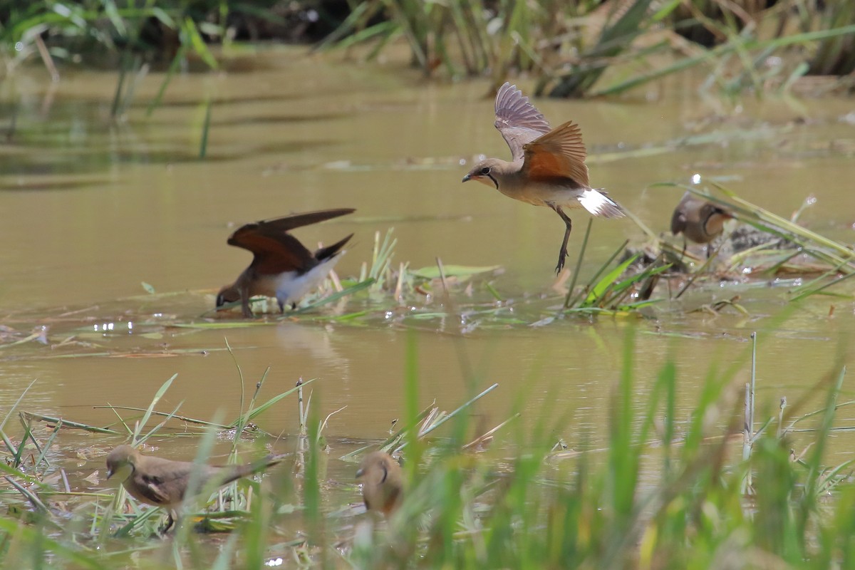 Oriental Pratincole - ML632813222