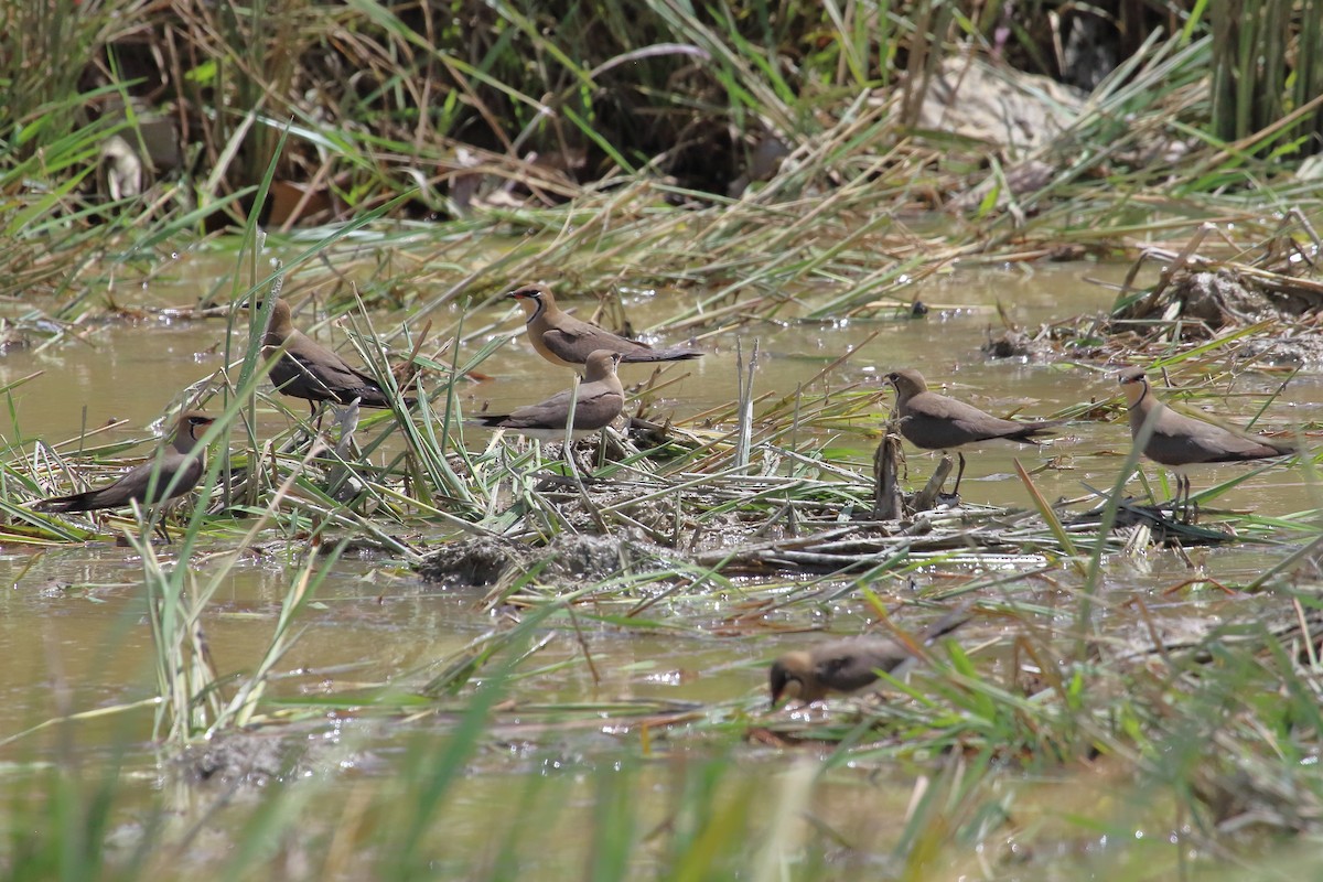 Oriental Pratincole - ML632813224