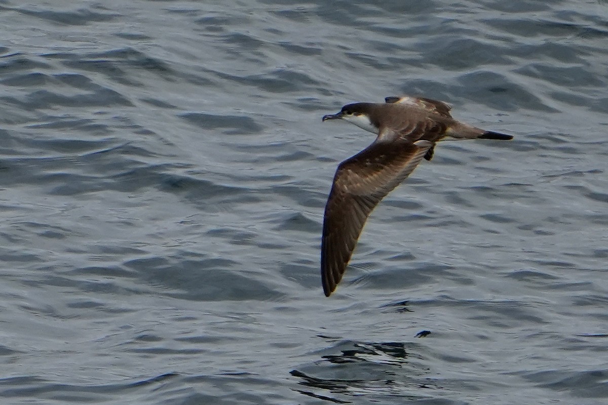 Буревісник Бюлера - ML632813399