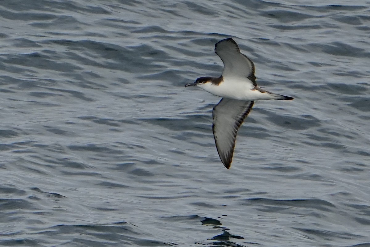 Буревісник Бюлера - ML632813400