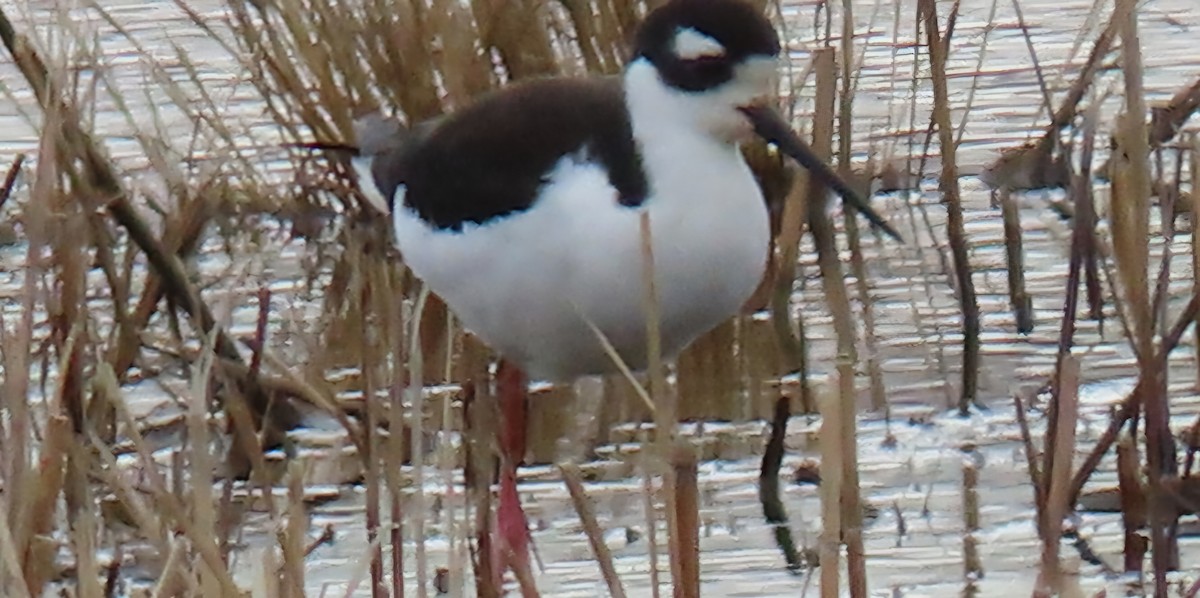 Black-necked Stilt - ML632813420