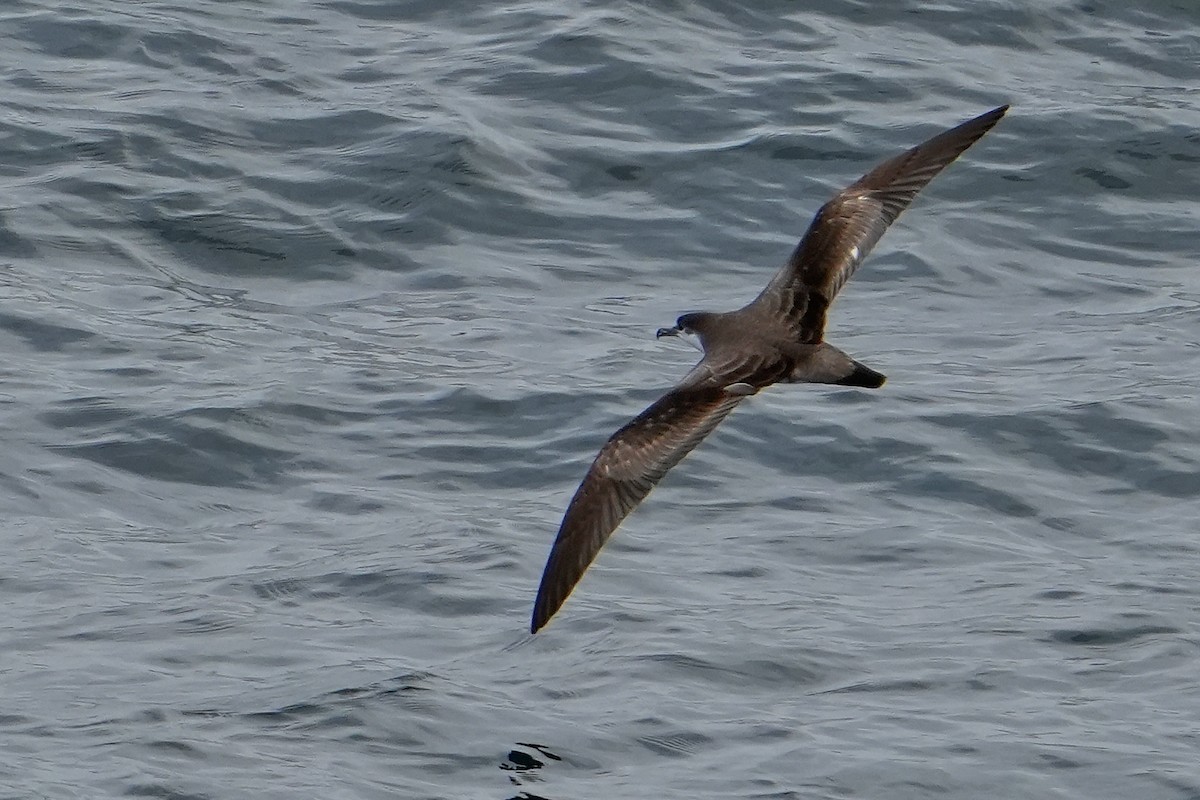 Буревісник Бюлера - ML632813424