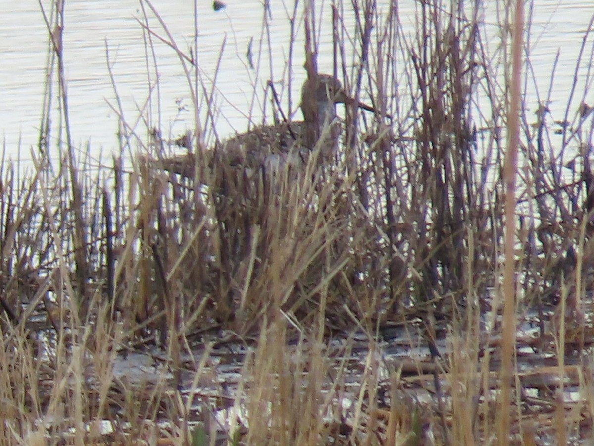Greater Yellowlegs - ML632813489