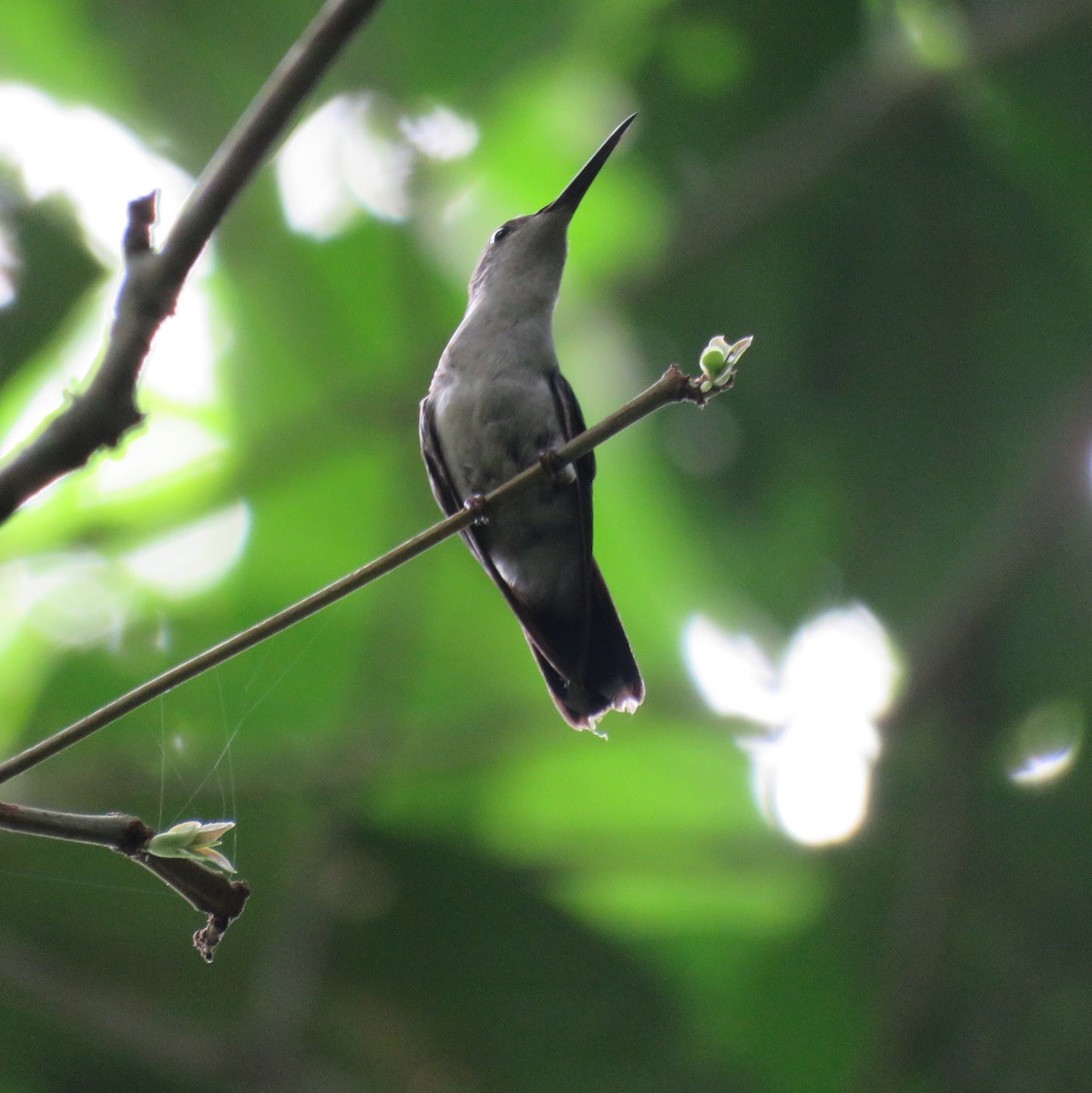 Fork-tailed Woodnymph - ML632813498