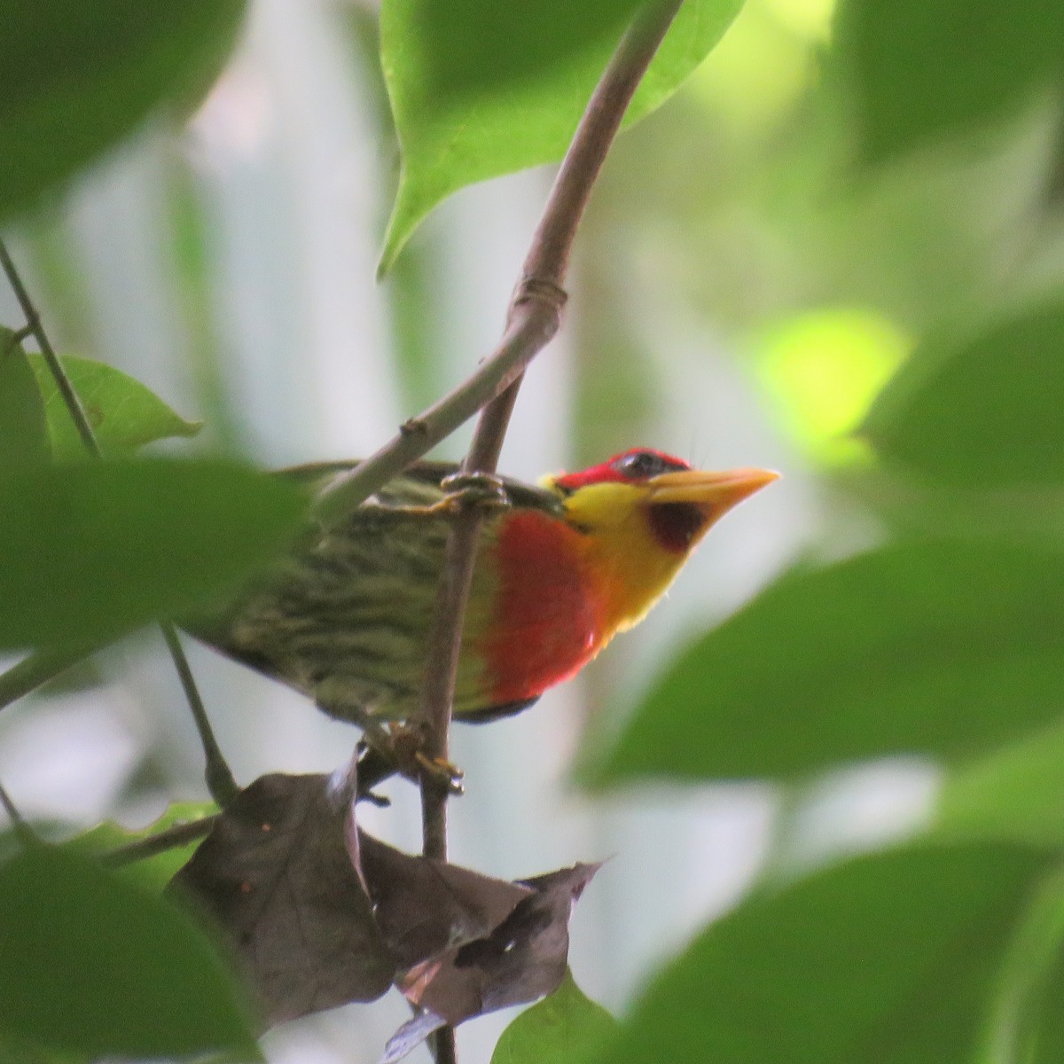 Lemon-throated Barbet - ML632813501