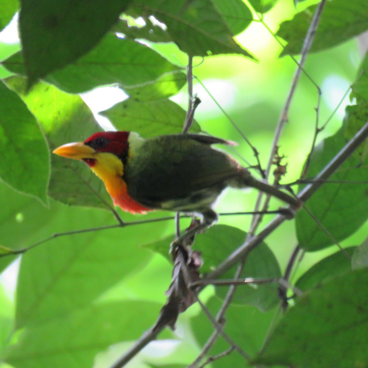 Lemon-throated Barbet - ML632813502