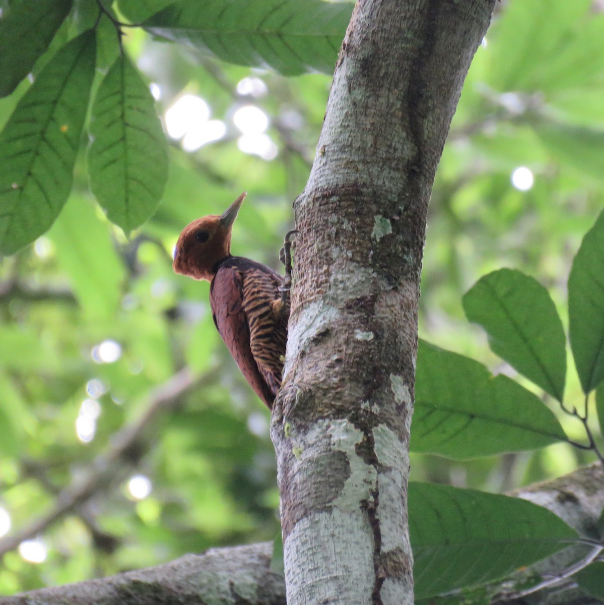 Ringed Woodpecker - ML632813509