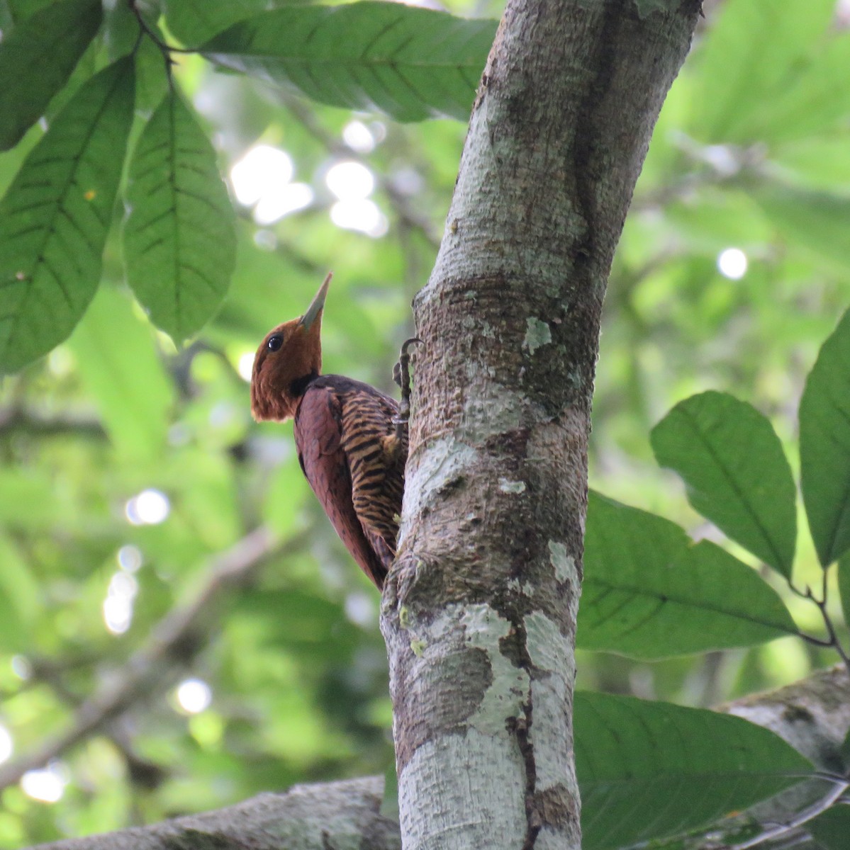 Ringed Woodpecker - ML632813511