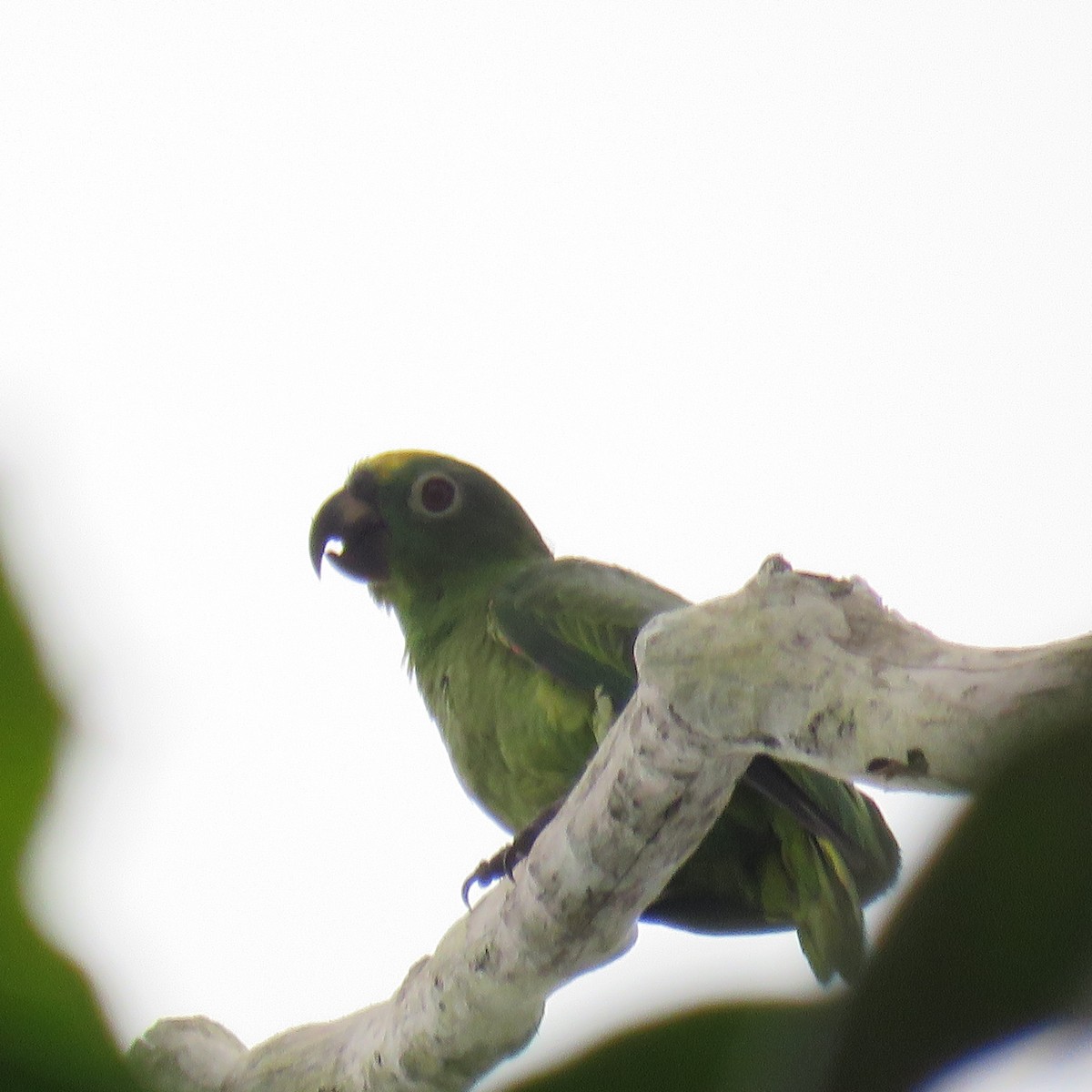 Yellow-crowned Amazon - ML632813518