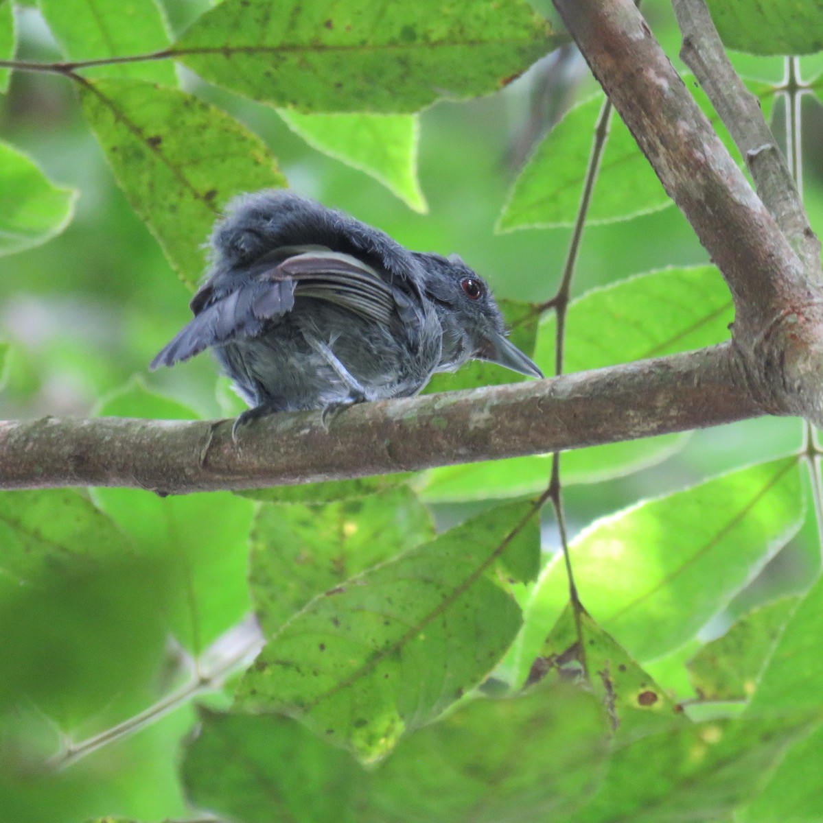 Plain-winged Antshrike - ML632813537