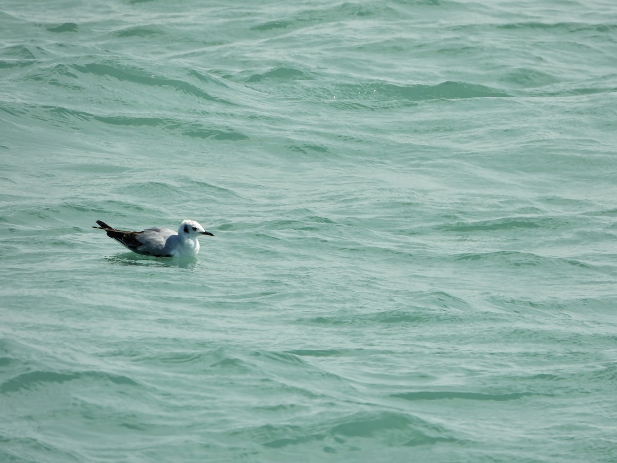 Bonaparte's Gull - ML632813549