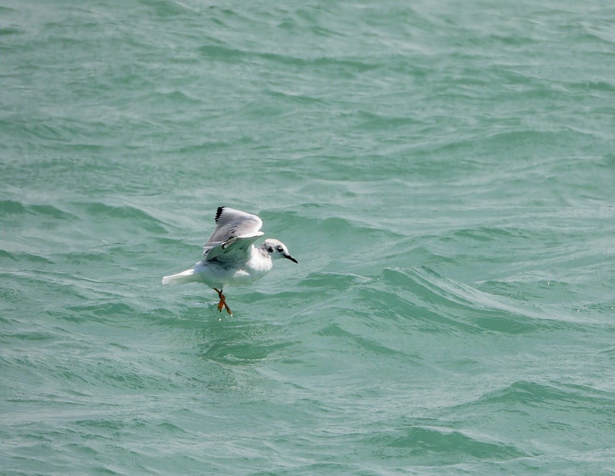 Bonaparte's Gull - ML632813550