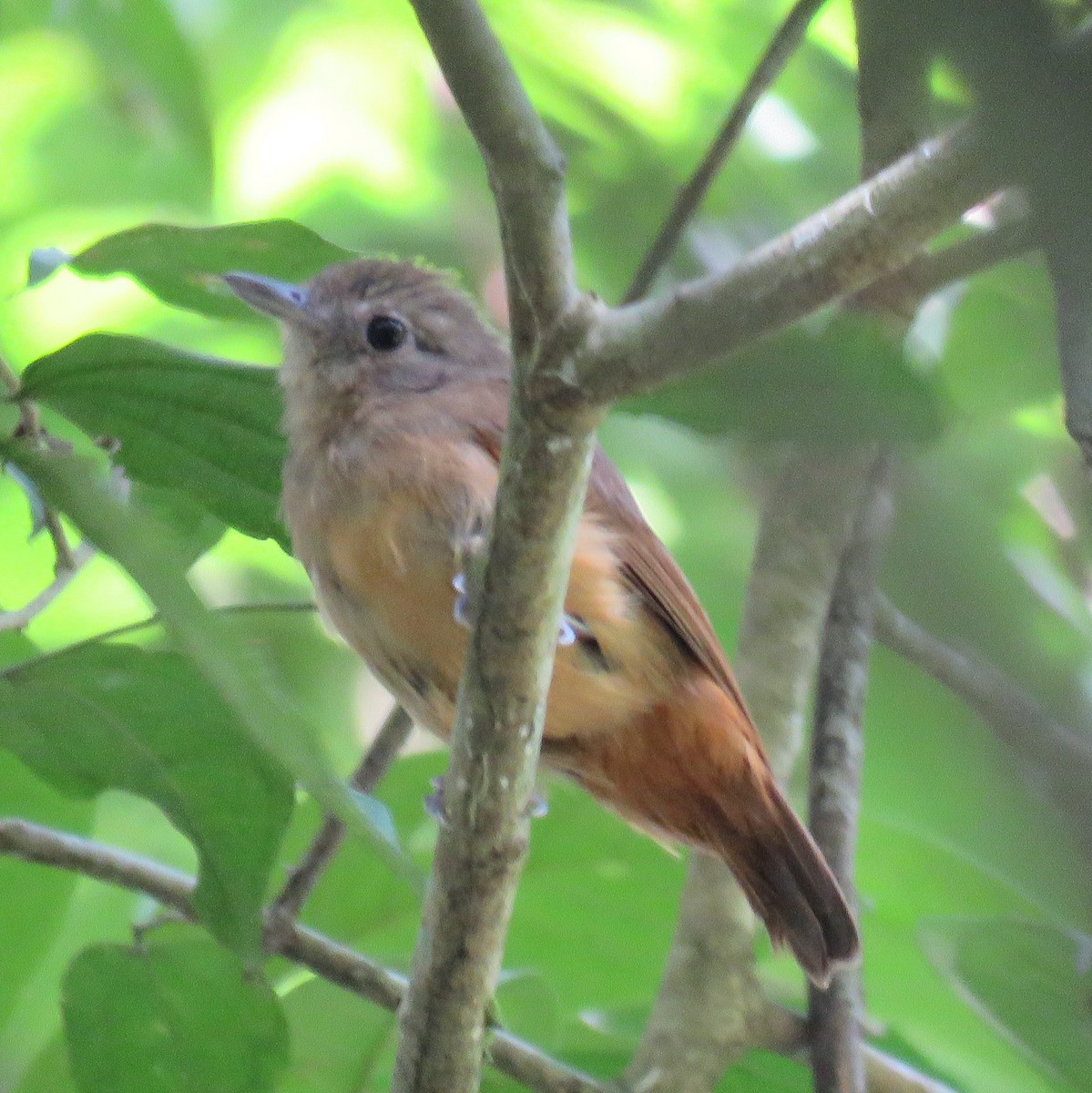 Mouse-colored Antshrike - ML632813577