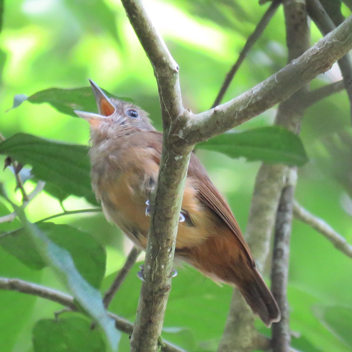 Mouse-colored Antshrike - ML632813578