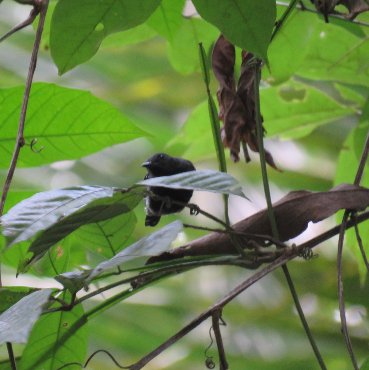 White-flanked Antwren - ML632813587