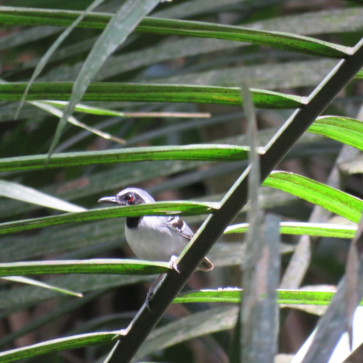Black-faced Antbird - ML632813596