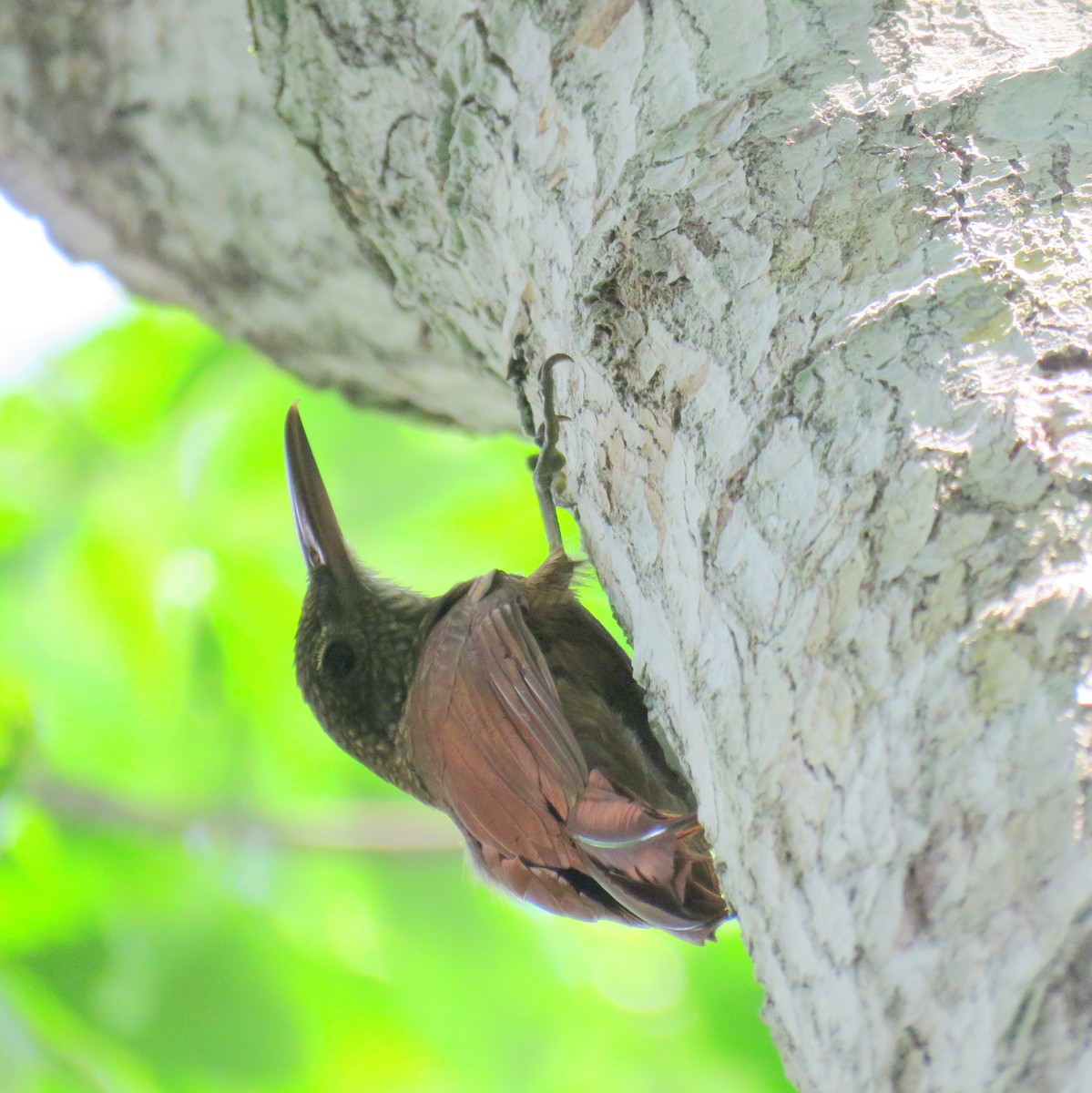 Amazonian Barred-Woodcreeper (Jurua) - ML632813639