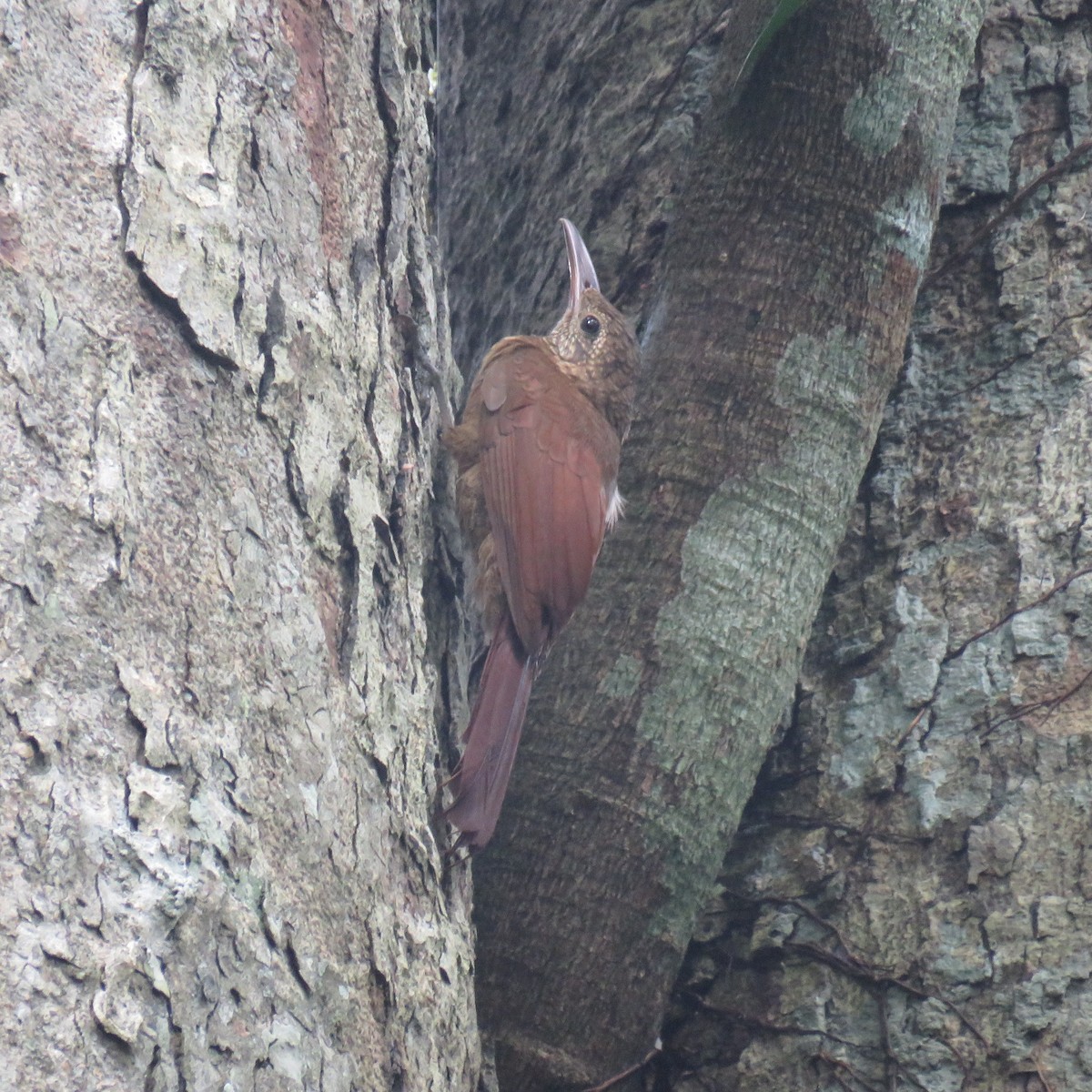 Amazonian Barred-Woodcreeper (Jurua) - ML632813641