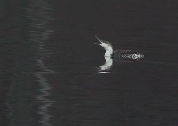 Red-throated Loon - ML632813744