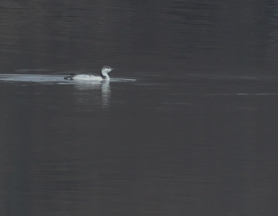 Red-throated Loon - ML632813752